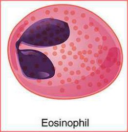 Eosinofilo