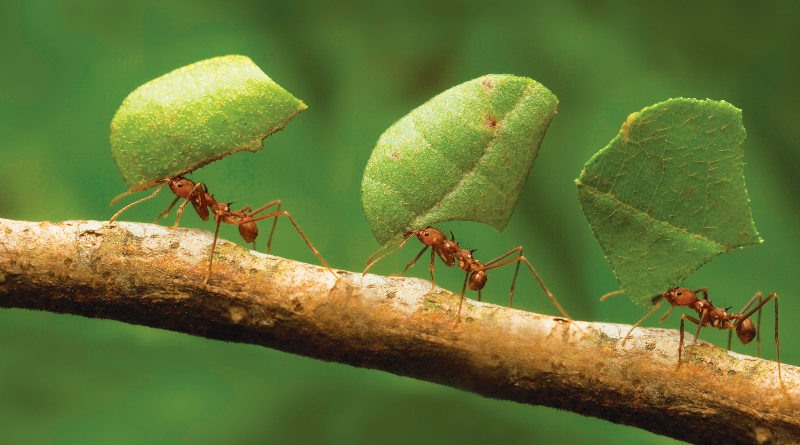 El fascinante mundo de las hormigas