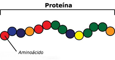 Proteinas y aminoacidos