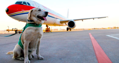 Viajar con perro en avion