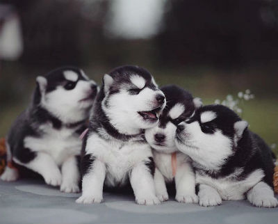 Cachorros de Husky Siberiano
