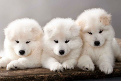 Cachorros de Samoyedo