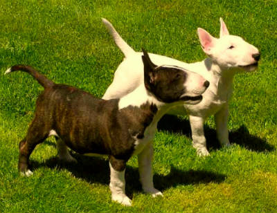 Bull Terrier miniatura
