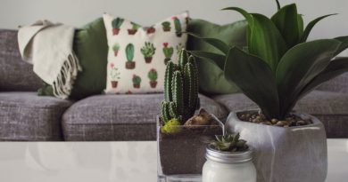 Plantas de interior para decorar tu casa
