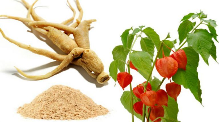 Beneficios Y Propiedades De La Ashwagandha El Cosmonauta 1349