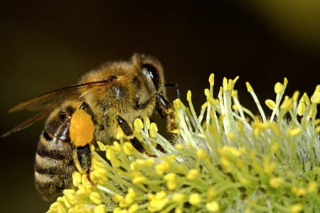 Riesgos de la apicultura