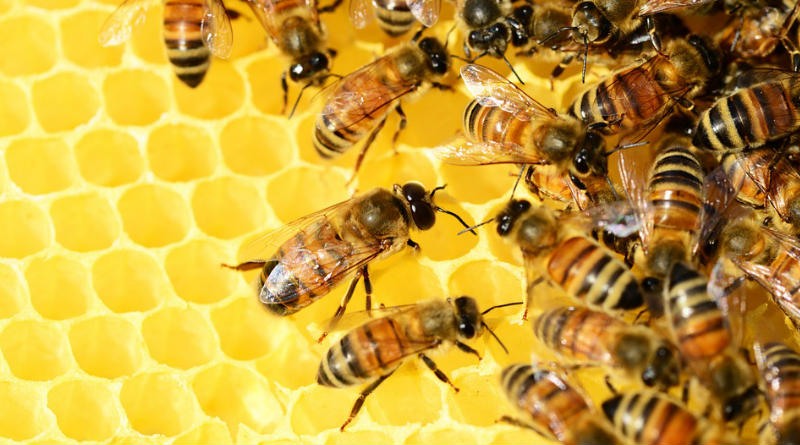 prevenir riesgos apicultura