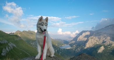 Precio de un cachorro de husky siberiano