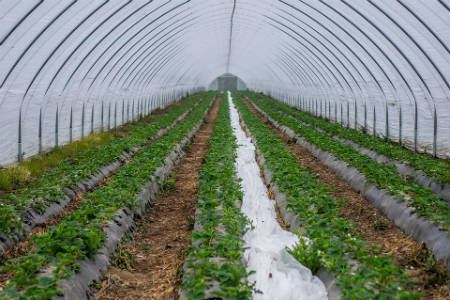 Saca mayor rendimiento a tus plantaciones