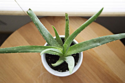 Planta de Aloe Vera