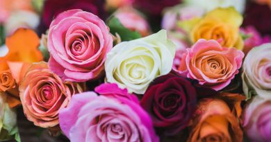 Rosas Características significados orígenes y cuidados