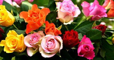 significado de las rosas segun su color