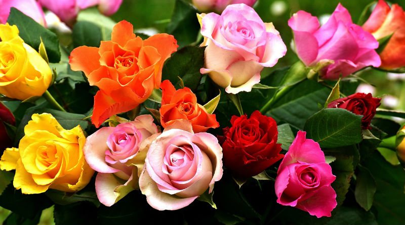 significado de las rosas segun su color