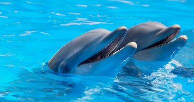 aventura mágica con delfines en Los Cabos
