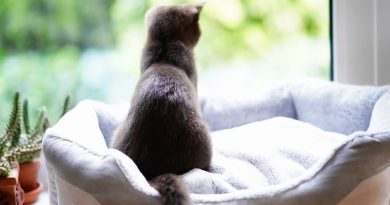 Gatito mirando por la ventana