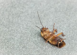 Cucaracha