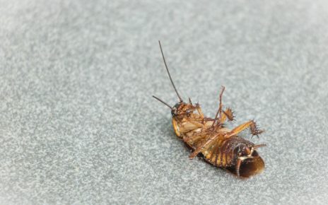 Cucaracha