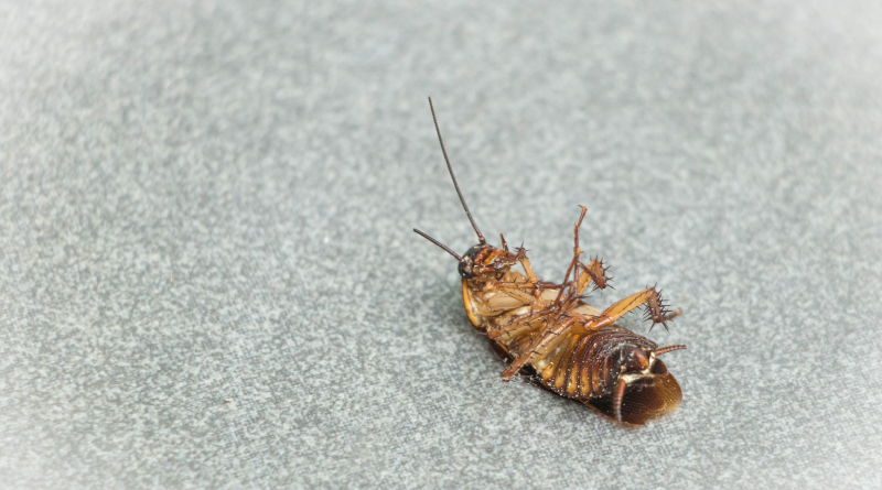 Cucaracha
