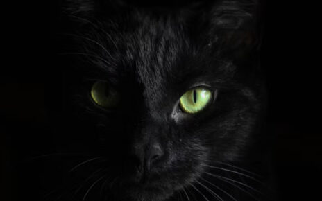 Gato negro