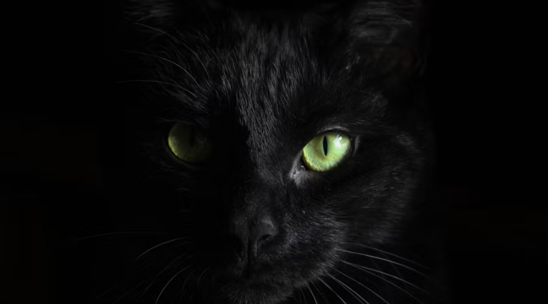 Gato negro